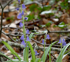 Hyacinthoides hispanica