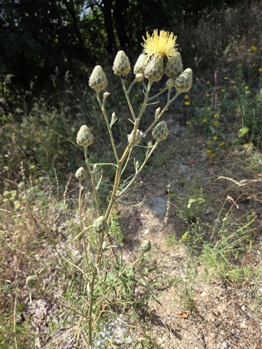Yellow Knapweed