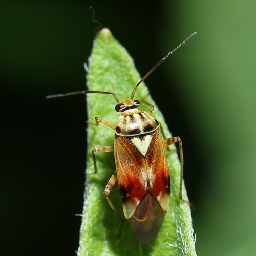 Lygus pratensis