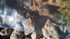 Eupompha schwarzi