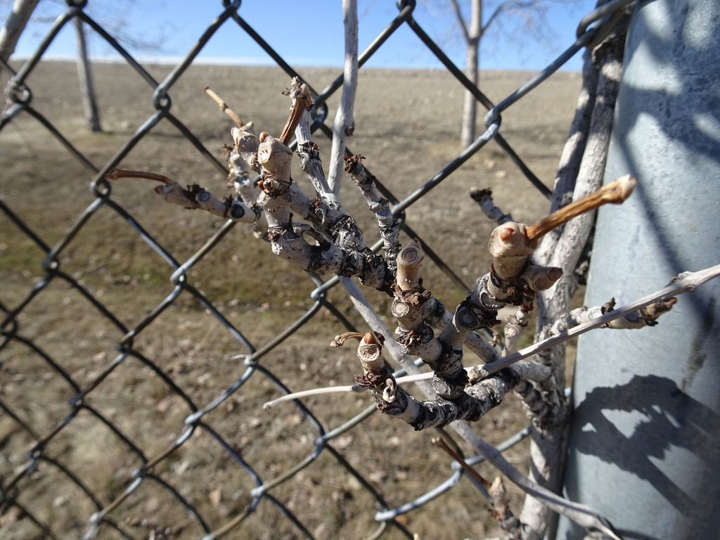 Virginia Creeper From Southeast Calgary Calgary AB Canada On April   Large 