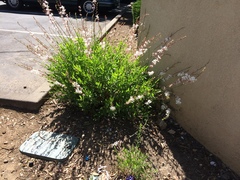Oenothera lindheimeri