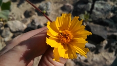 Geraea canescens