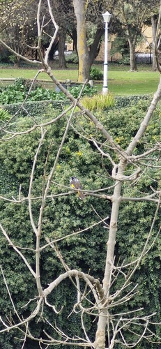 New Holland Honeyeater