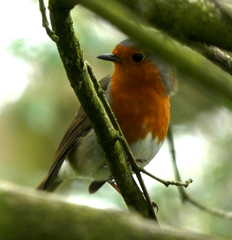 Erithacus rubecula