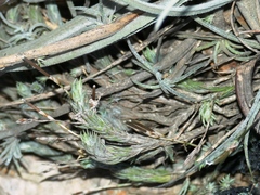 Tillandsia tricholepis