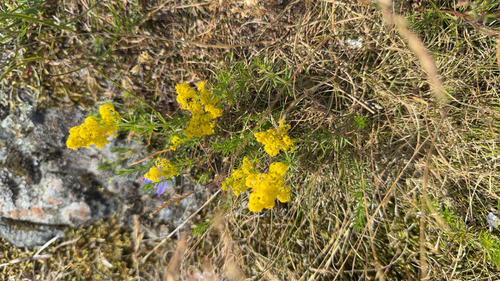 Lady's Bedstraw