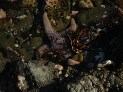 Pisaster giganteus