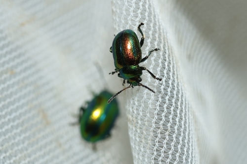 Dead-nettle Leaf Beetle
