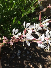 Oenothera lindheimeri