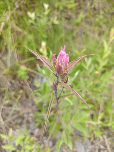 Castilleja rubra (Castilleja rubra)