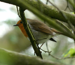 Erithacus rubecula