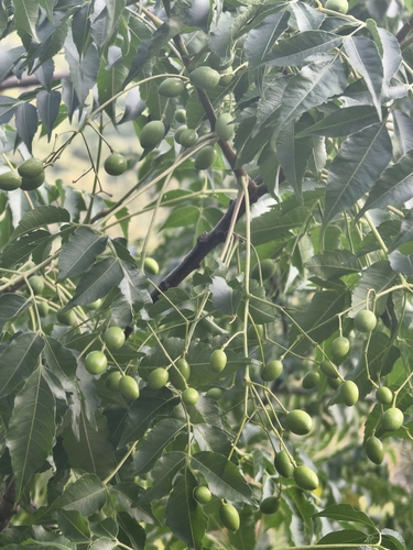 Chinaberry