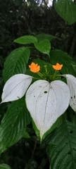 Mussaenda frondosa, photograph (c) Anirban Datta-Roy, some rights reserved (CC BY)