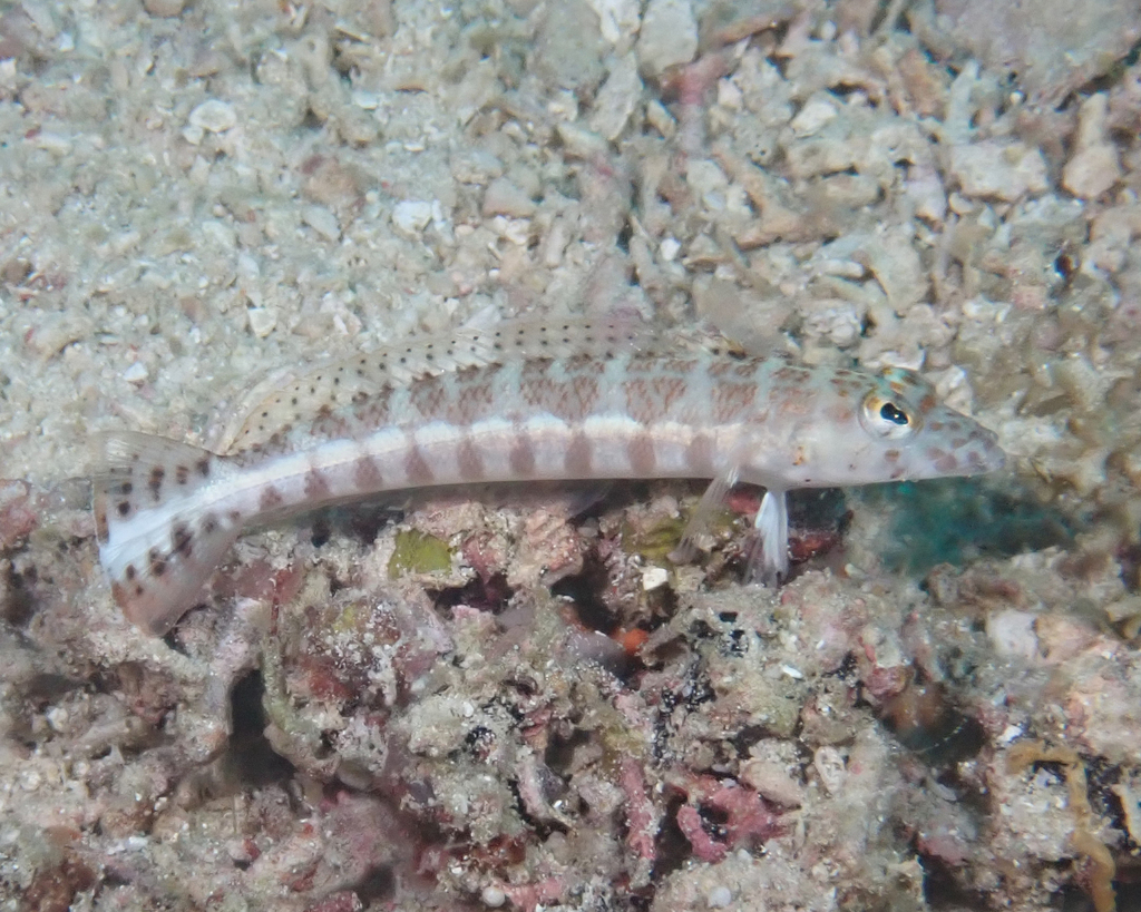 Java Sandperch