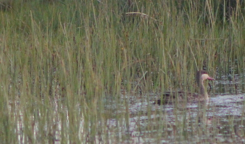 iNaturalist image