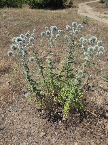 Echinops albidus