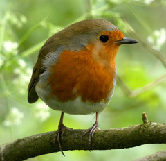Erithacus rubecula