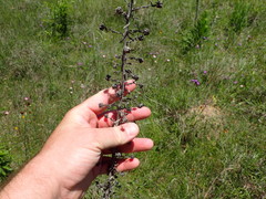 Liatris aspera