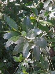 Baccharis