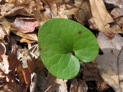 Hexastylis rhombiformis