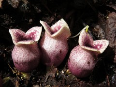 Hexastylis rhombiformis