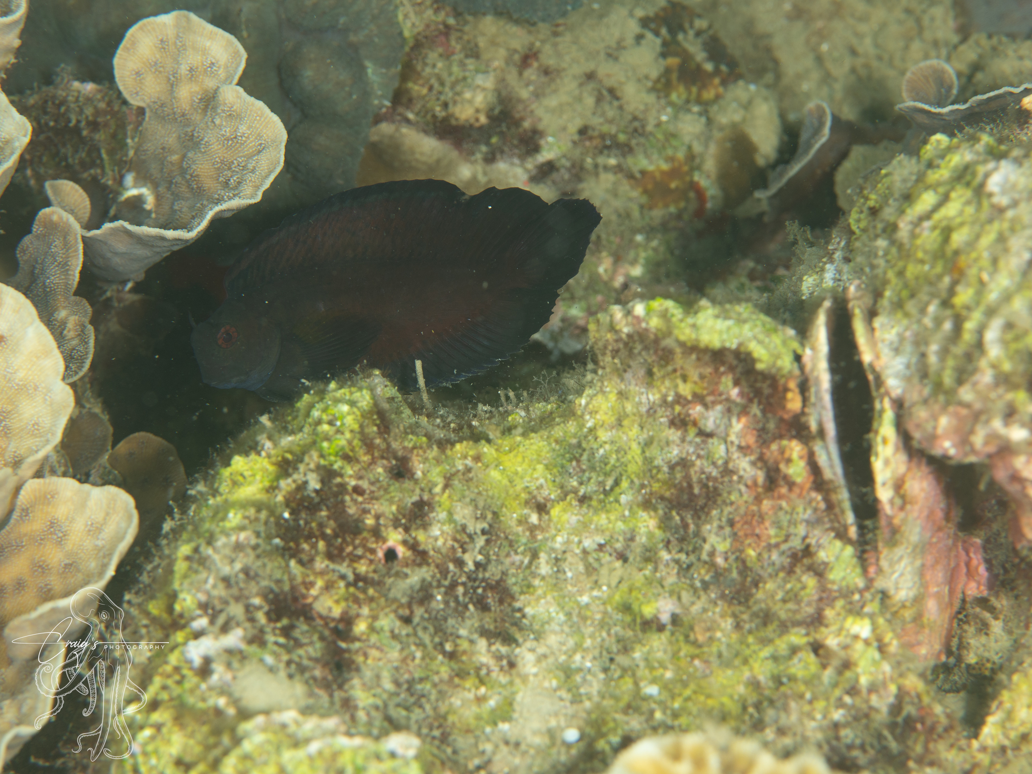Hosokawa's Coral Blenny photo 7