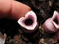 Hexastylis rhombiformis