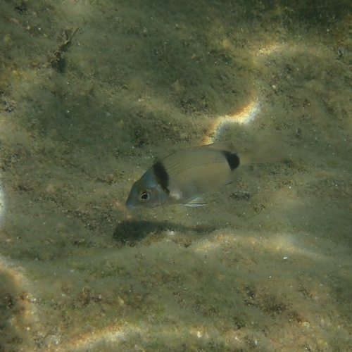 Common Two-banded Seabream
