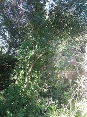 Baccharis