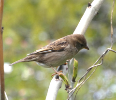Passer domesticus