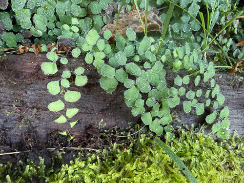 common maidenhair fern