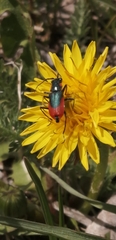 Clanoptilus heliophilus