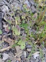Lamium purpureum