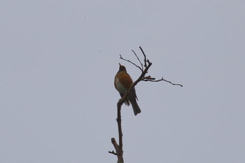 Turdus chrysolaus observed 2026-07-08