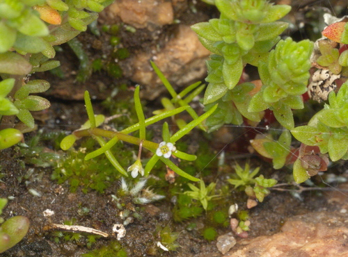 Narrow-leaf Floating Pigmyweed