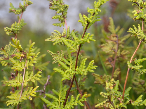 cloak fern