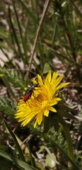 Clanoptilus heliophilus