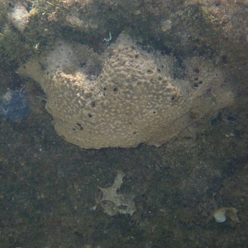 Stinker Sponge