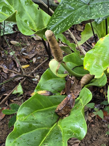 Anthurium affine, photograph 2