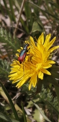 Clanoptilus heliophilus