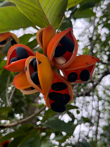 Lance-leaved Sterculia
