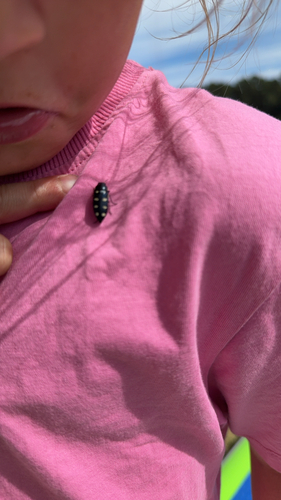 Eight-spotted Jewel Beetle