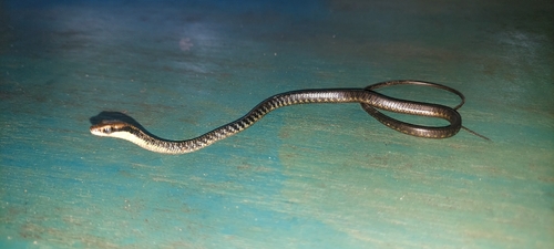 Photo of a Gore's Bronzeback (biloreatus) (Dendrelaphis biloreatus)