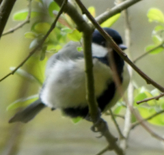 Parus major