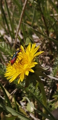 Clanoptilus heliophilus