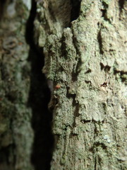 Bacidia rubella