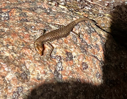 Cryptoblepharus litoralis, 2026-07-08