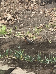 Turdus migratorius image