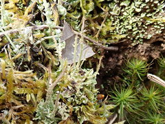 Cladonia crispata